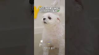 🐶십자인대파열 수술대신 제작하는 강아지무릎보조기 맞춤제작 효과✨#강아지휠체어 #강아지보조기 #강아지재활