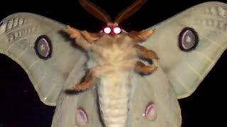 Ok So Basically Im Moth Moth Lamp Meme And Im Monkey Meme