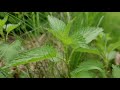 Nettle Plant Identification – Herbal Walk Series