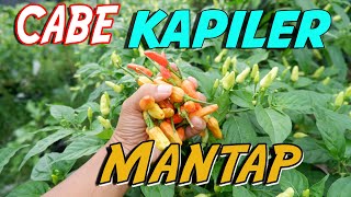 MANTAP!! Cabe FERTIGASI KAPILER MINGGU Ke 12 PANEN dan Perawatan