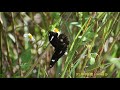 センダングサの花の蜜を吸うリュウキュウムラサキ