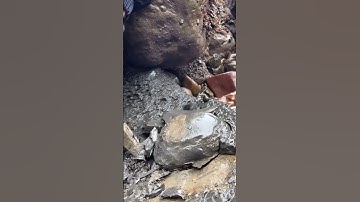 Fossil Nodule Excavated Then Cracked