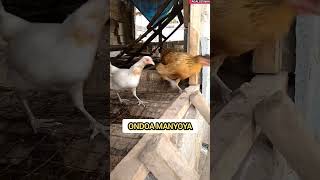 HOW TO PREVENT CHICKENS FROM FLYING OVER WALLS/FENCES Part 2 HOW TO PREVENT CHICKENS FROM FLYING OVER WALLS/FENCES Part 2