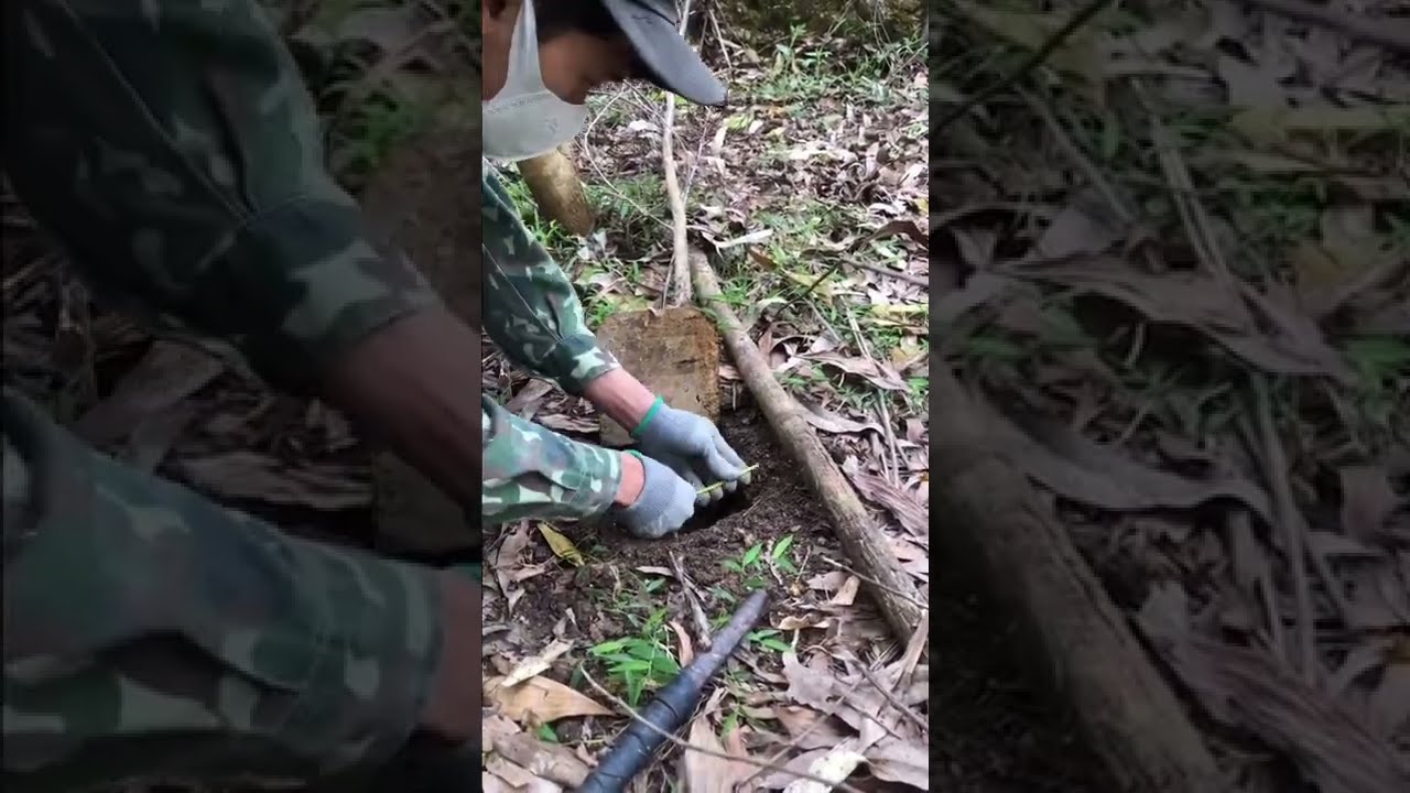 Cách đánh dòng bẫy lò xo hiệu quả cho các ae mới vô nghề