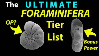The Ultimate Foraminifera Tier list