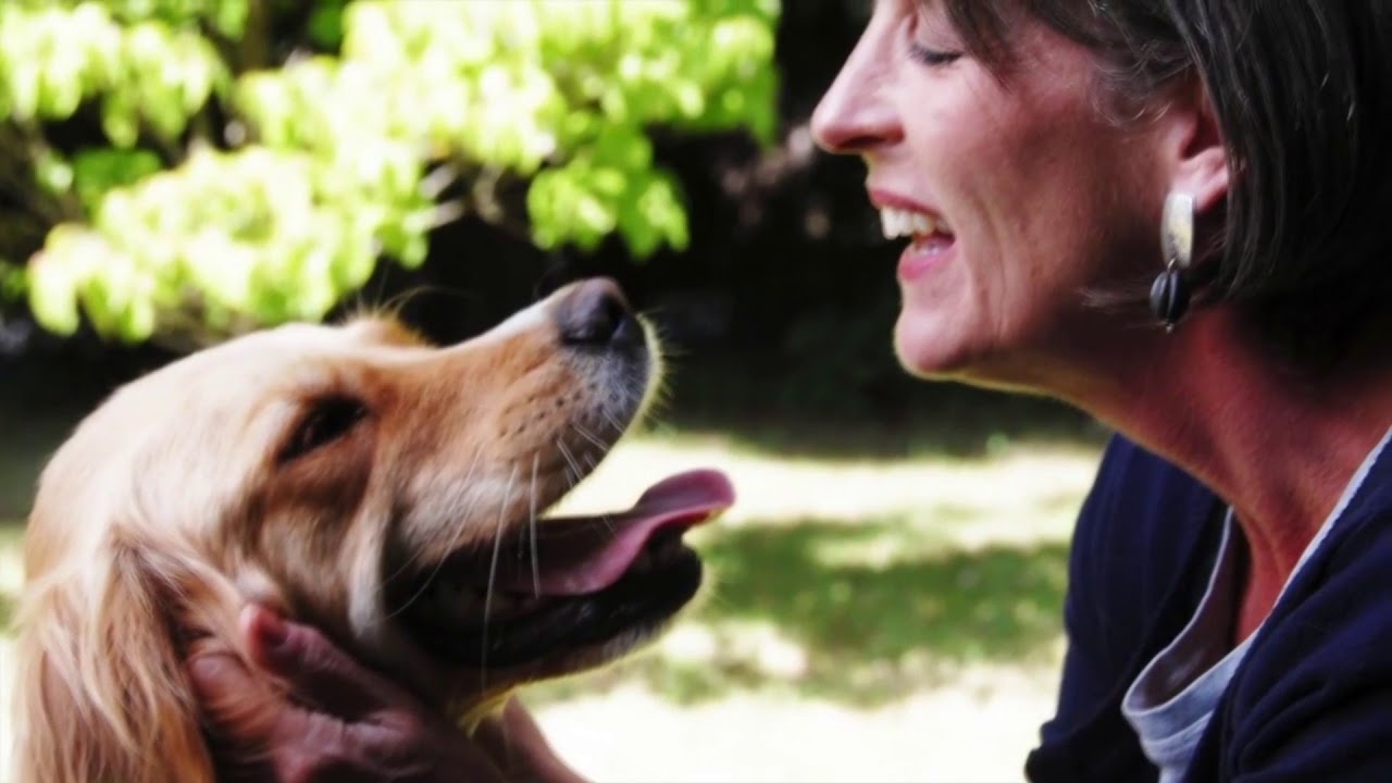 собака начала лаять на людей