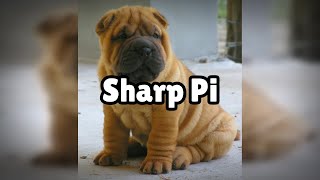 Photos of the Sharp Pi