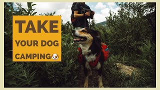TAKE YOUR DOG CAMPING: featuring the Rockwall Trail
