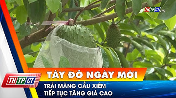 Trái mãng cầu xiêm tiếp tục tăng giá cao | Cần Thơ TV