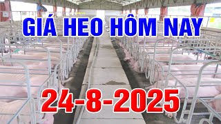 Download Lagu Giá Heo Hơi Hôm Nay Ngày 24/8/2025 | GIÁ HEO HƠI 3 MIỀN MP3 Download Lagu Giá Heo Hơi Hôm Nay Ngày 24/8/2025 | GIÁ HEO HƠI 3 MIỀN MP3
