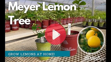 Meyer Lemon Tree - Grow Your Own Citrus