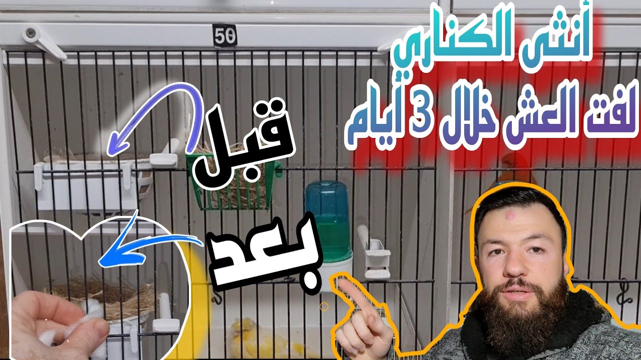 الطريقة الصحيحة للتزاوج بأسرع وقت ممكن لموسم 2025 #birds