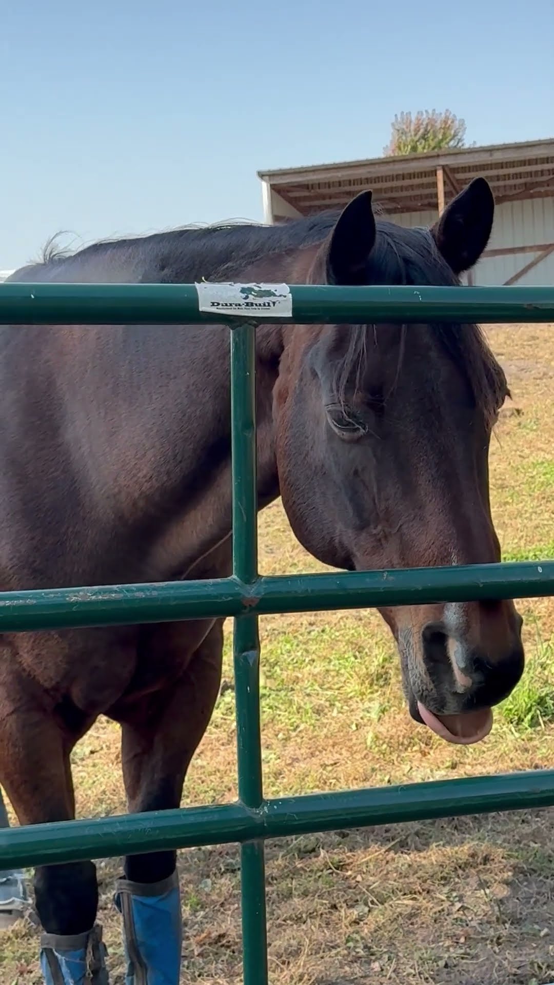 Goofiest Horse On The Farm || ViralHog