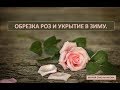 Обрезка роз и укрытие в зиму .