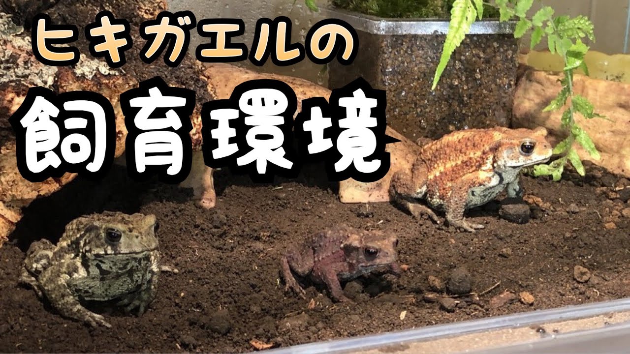 ヒキガエルたちのお迎えと飼育環境作り