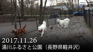 ドッグランにいきました　Great Pyrenees　グレートピレニーズ