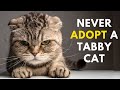 15 reasons why not to get a tabby cat