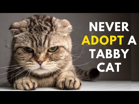 ვიდეო: რატომ გადაშენდნენ საბრალო კატები?