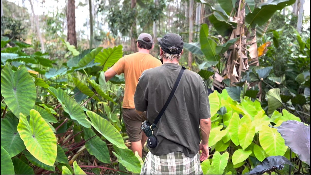 Bananeiras, Colocasias, Ninféias e muito mais: Explorando o ECOA VIVEIRO