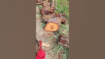 Củi đước rừng ngập mặn 100 năm