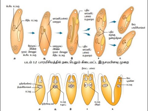 உயிரிகளின் இனப்பெருக்கம் (12th Bio Zoo L-1 full Lesson)