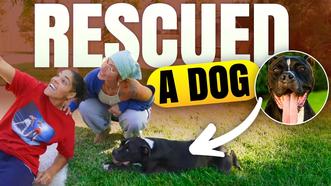 RESCUED A DOG 😳
