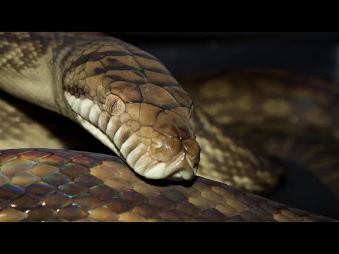 What Are Some Interesting Facts About the Amethystine Python?🐍