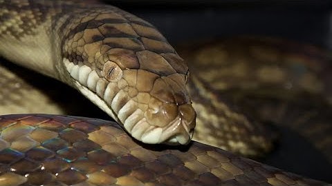 Wat zijn enkele interessante feiten over de amethistpython?🐍