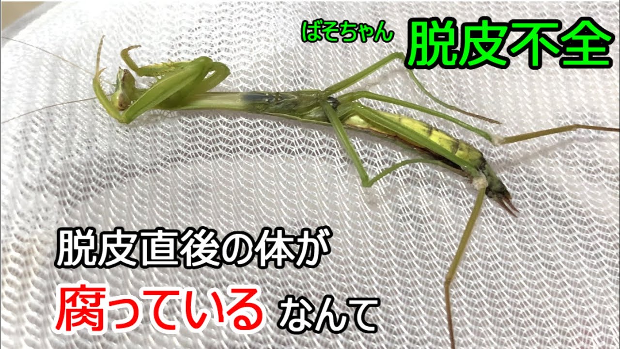 オオカマキリ脱皮不全 エサが原因 脱皮直後の体が腐っています 失意の別れと新たな出会い So Sad Mantis Molting Failure Youtube