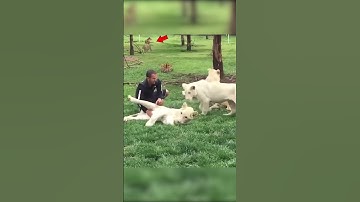 Tiger Saves Man From A Leopard Attack #shorts