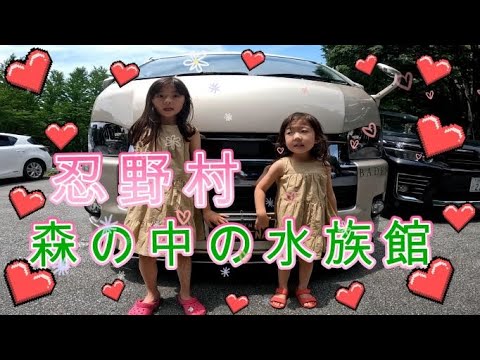 森の中の水族館に行ってきた！山梨県立富士湧水の里水族館。透明度の高い富士の湧水をつかった淡水魚専門水族館。＃森の中の水族館＃山中湖＃富士山＃忍野八海