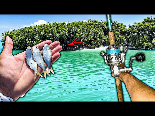 The BEST LIVE BAIT Rig For Slot Snook! *SNOOK SEASON OPENER* 