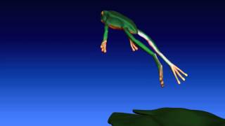 Fred The Frog Turnaround Jumping