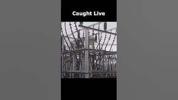 Caught Live The burning Power Cable #trending #short #shorts #burning #powercable