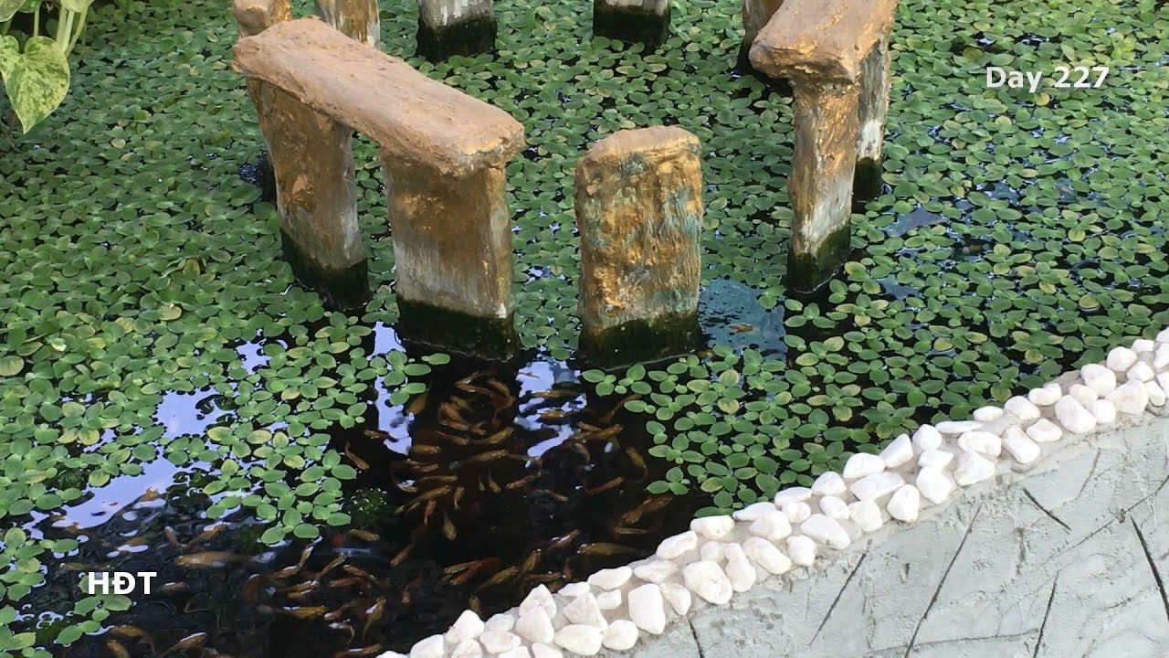 Гуппи танк/ Обновление 8 месяцев 😍