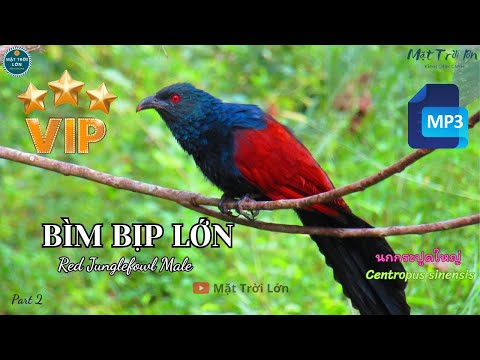 Tiếng Chim Bìm Bịp Gọi Bầy Chuẩn Rõ Không Tạp âm 2025 Greater Coucal Sound Call