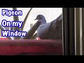 Pigeon on my windowmay 12021
