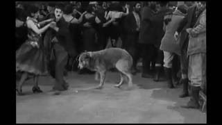 funny dance with a dangerous dog