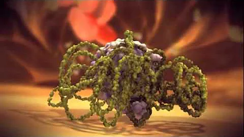 Hereditary angioedema.flv