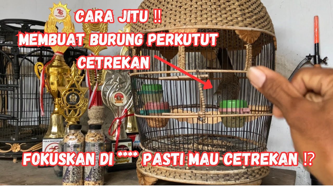 JANGAN MENEKAN BURUNG ‼️ KALO MAU BUAT CETREKAN DAN NGOAR ⁉️ FOKUSKAN CARA INI