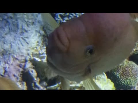 أكواريم الحيوانات المائية في مدينة  تابع لحديقة الحيوان الكبيرة أسماك شكلها غريب