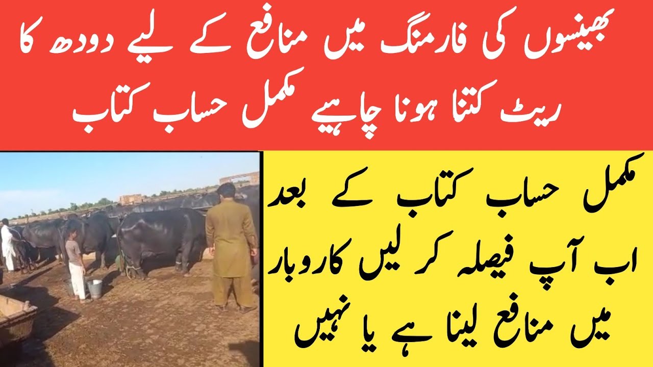 Buffalo milk rate and dairy farming profit II Best milk rate for