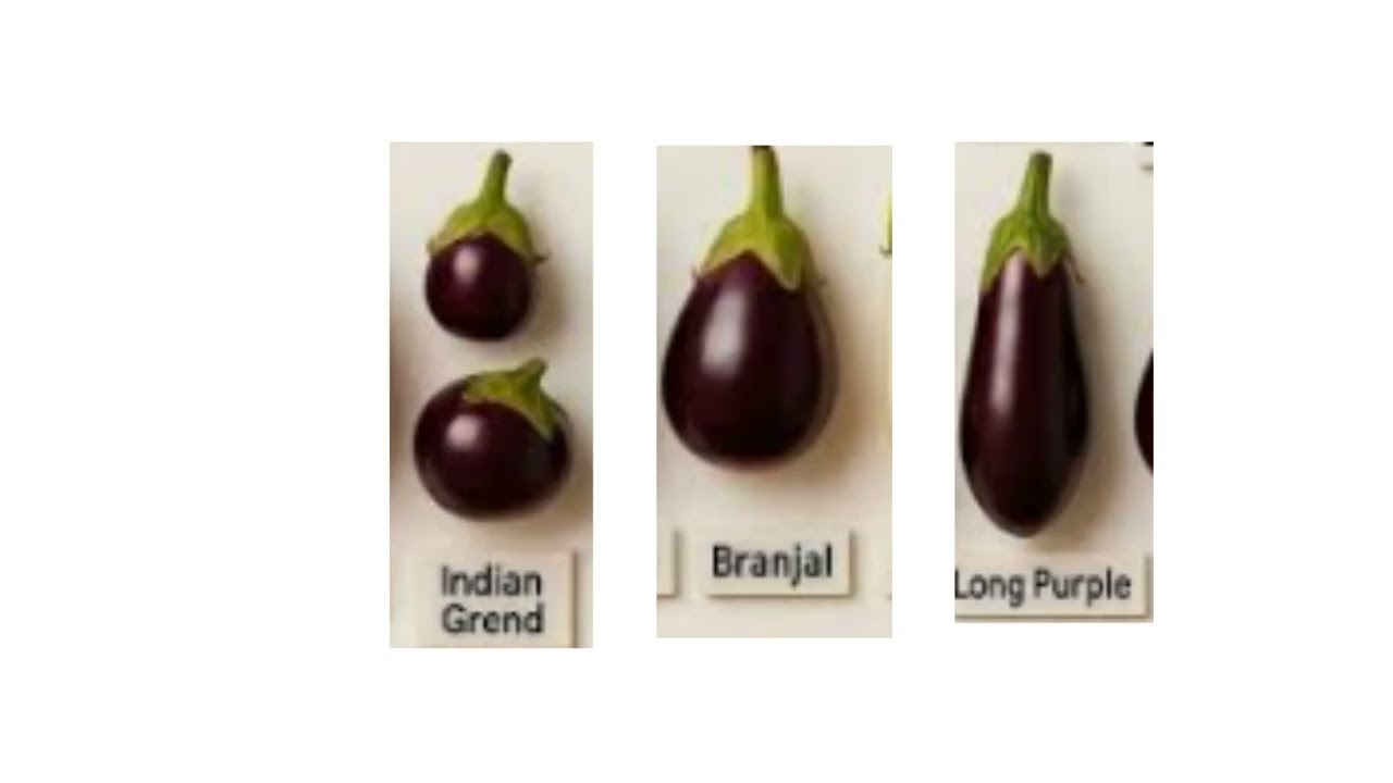 Egg plant
