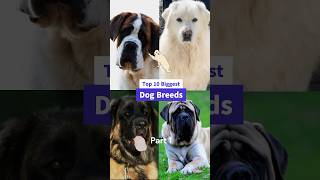 Biggest Dog Breeds  Part 1 #top10 #viral