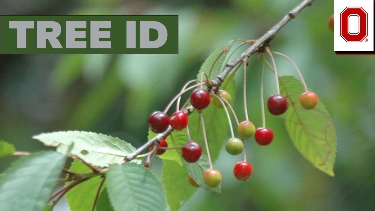 Идентификатор дерева: черешня душистая