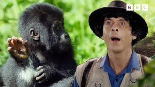 Learn about Mountain Gorillas | Andy's Global Adventures