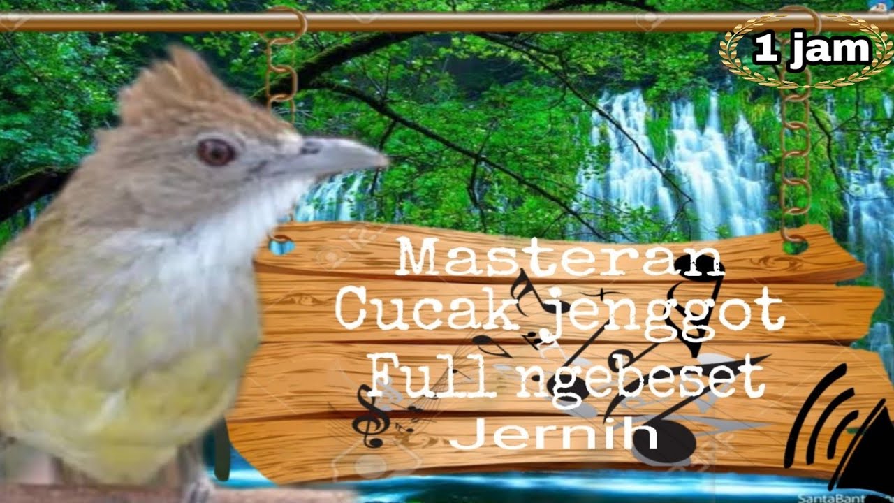 Cucak jenggot gacor full HD jernih dan ngebeset - YouTube
