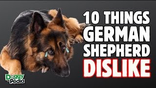 10 Things German Shepherds Hate That You Should Avoid