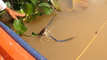 co tôm càng xanh hám mòi , duoc nguyen vlogs