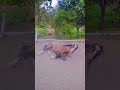 Me sand bath kar raha hu #hosre #horseriding #saveanimals #youtubeshorts #funny #funniestvideo